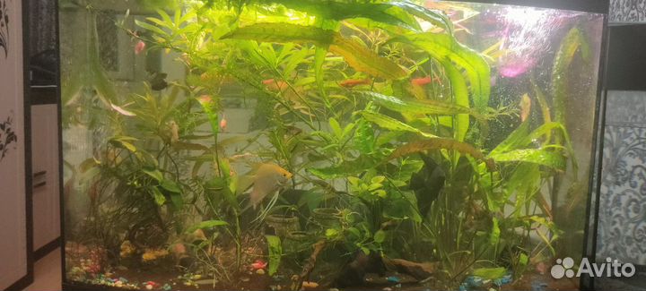 Аквариумные живые растения