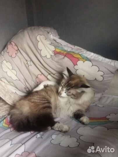 Потерялся кот