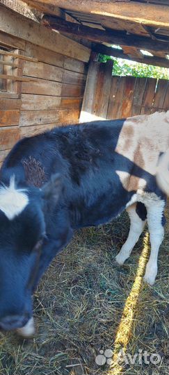 Корова телка