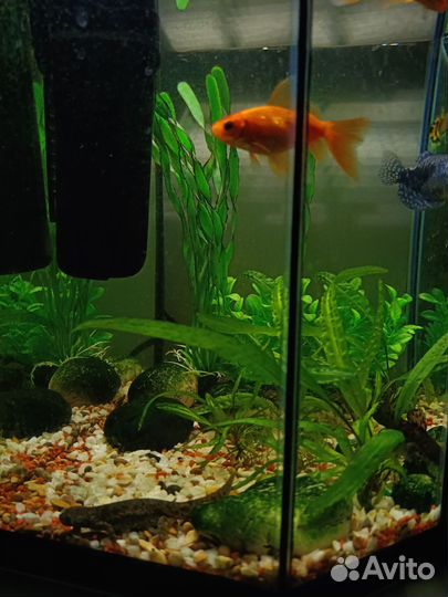 Аквариум с рыбками