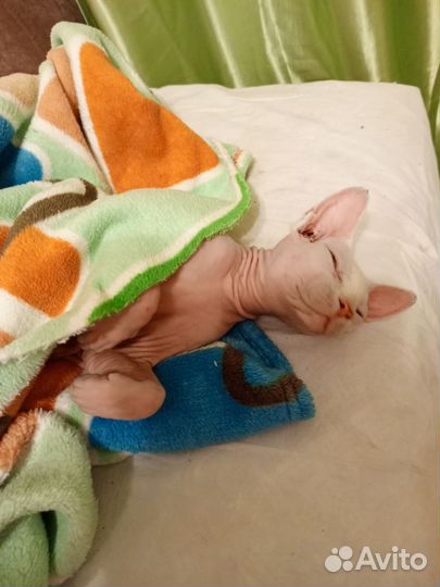 Канадский сфинкс бесплатно