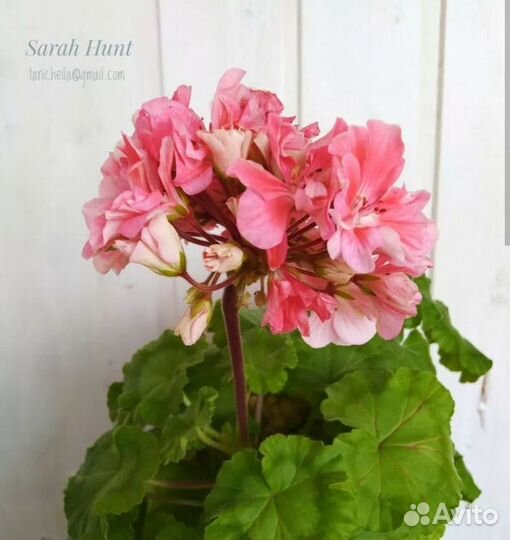 Пеларгония герань