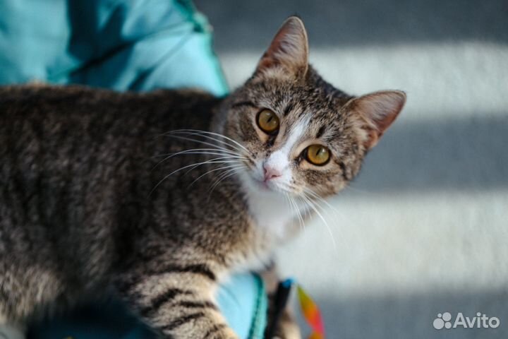 Кошки в добрые руки