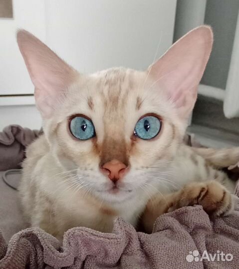 Снежные бенгальские котята