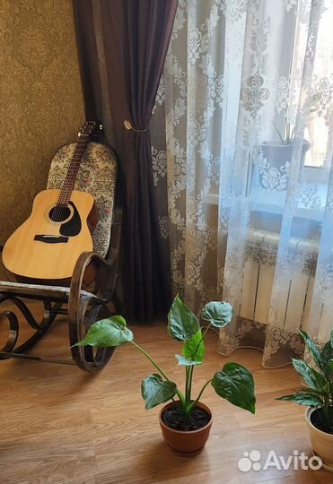 Алоказия клобучковая