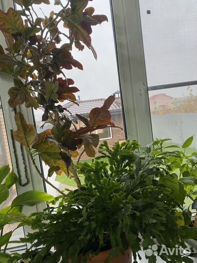 Декабрист+с кратоном