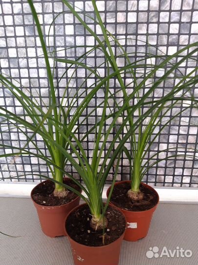 Нолина Бокарнея (дерево желаний)