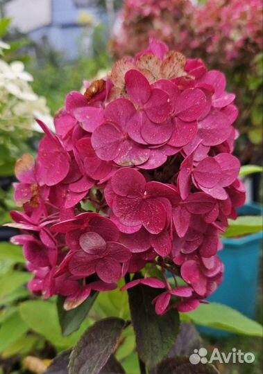 Метельчатая гортензия р9