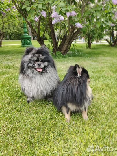 Вязка померанский шпиц