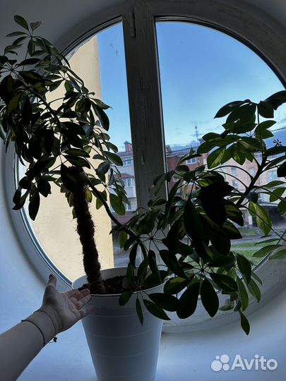 Шефлера вариегатная