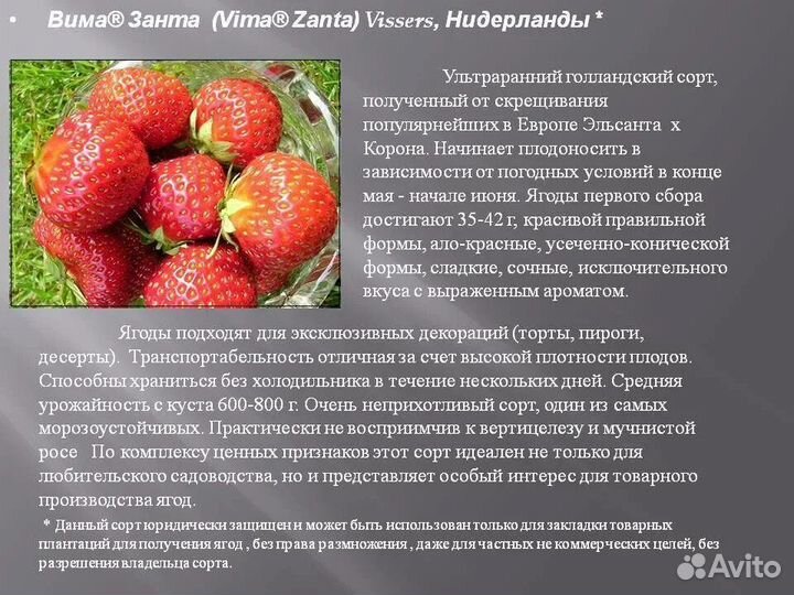 Саженцы клубники