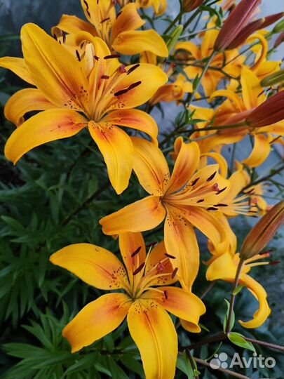 Лилии. Букет под заказ