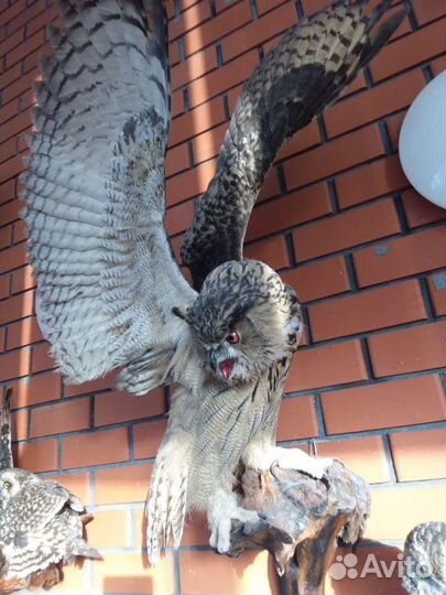 Коллекция чучел