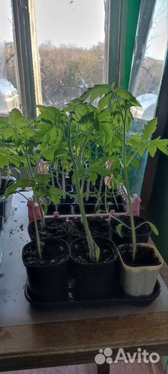 Рассада помидор и перцев