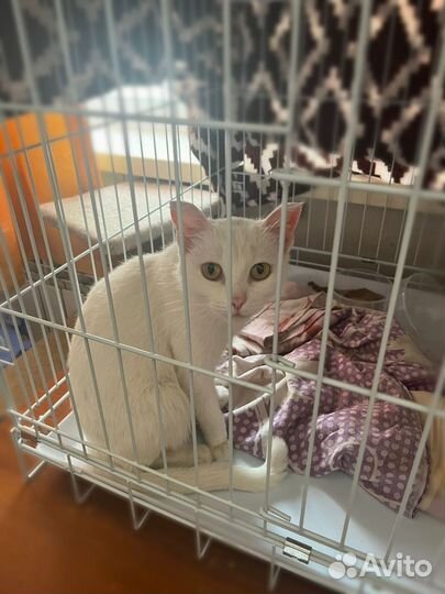 Котики
