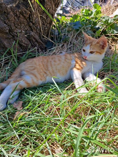 Котик