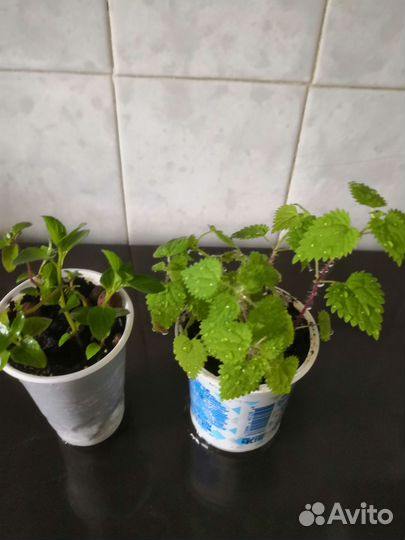 Мята садовая и крапива