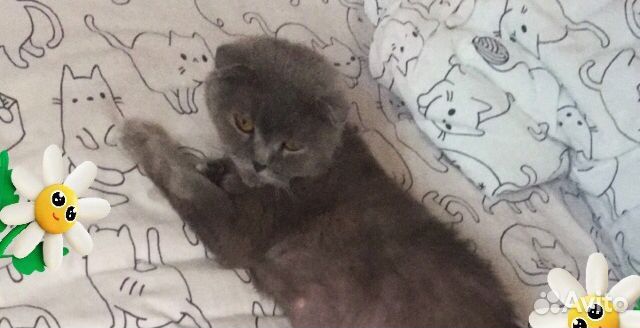 Шотландская