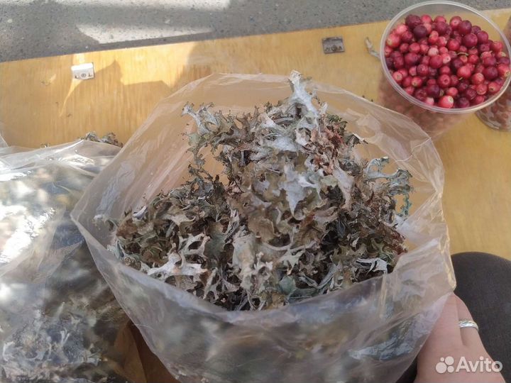 Исландский мох