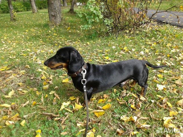 Вязка кобель гладкошерстной стандартной таксы