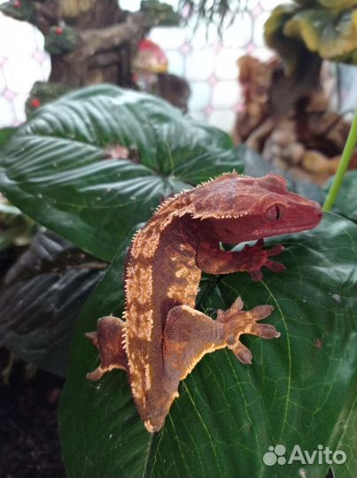 Гемитеконикс, бананоед самки