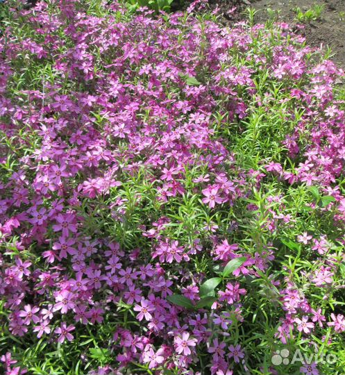 Почвопокровные: барвинок и флокс шиловидный