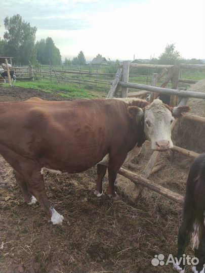 Бычки и быки, телки, 1 год, корова