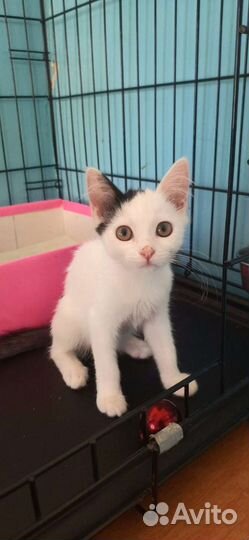 Сестрички в добрые руки