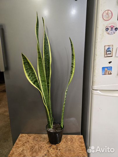 Сансевиерия сортовая Лауренти