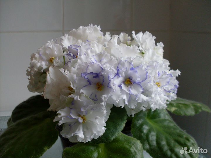 Фиалка белая и фиолетовая - только листочки