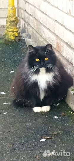 Спасена, вылечена, ищет своего человека