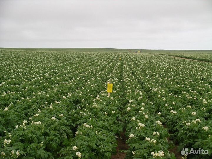 Средства защиты растений на картофель