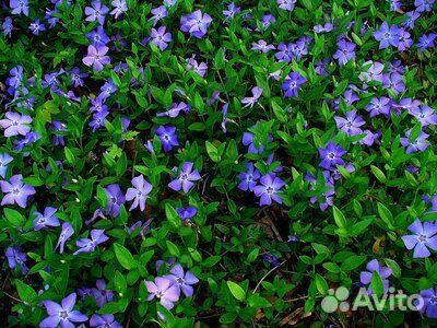 Флокс шиловидный,барвинок