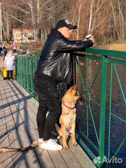 Дрессировка собак