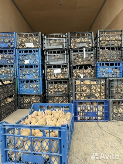 Семенной картофель коломбо