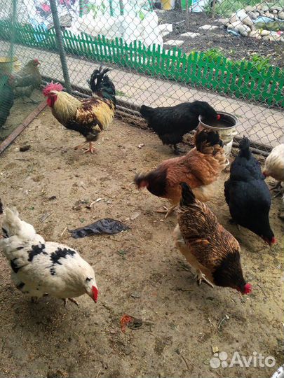 Домашнее куриное яйцо и чеснок 10