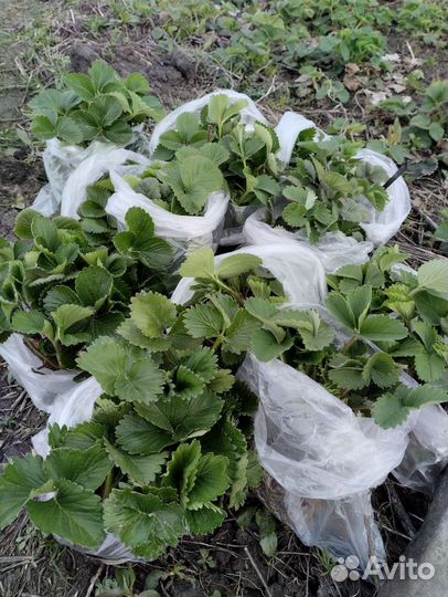 Саженцы сортовой клубники. Клубника