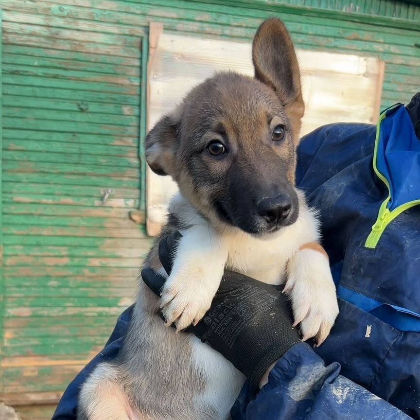 Щенок Энзо в добрые руки