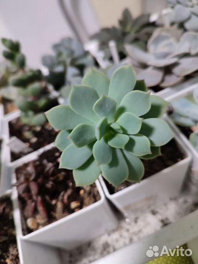 Суккуленты