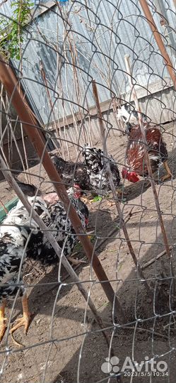 Цыплята Ливенские Барневельдер Бройлеры