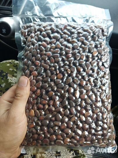 Орех кедровый, шишка