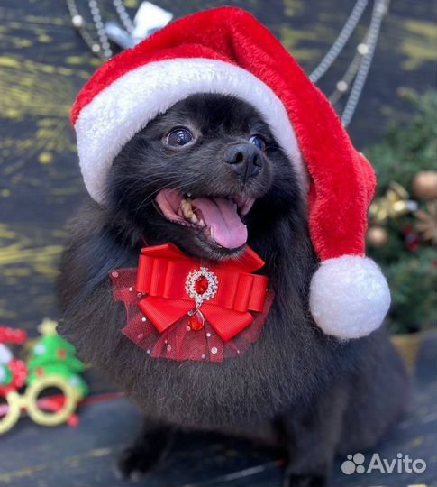 Молодой жених