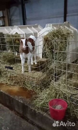 Телята. Бычки