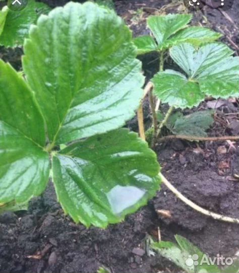 Отводки виктории