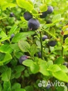 Земля плодородная, чернозем