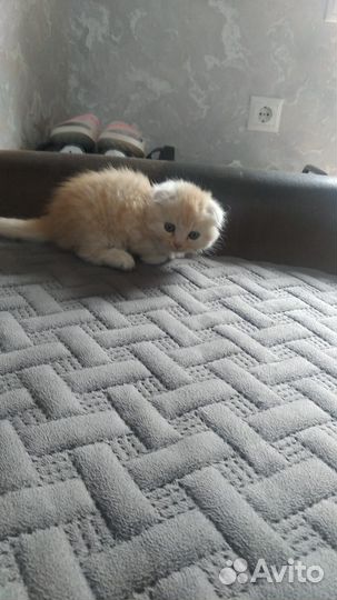 Шотландский вислоухий котенок