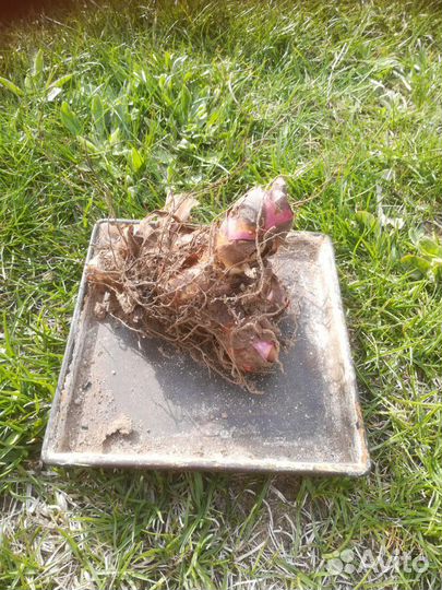 Канны цветы