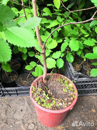 Вяз (он же Ильм)