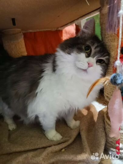 Шикарная сибирячка Маргоша в дар