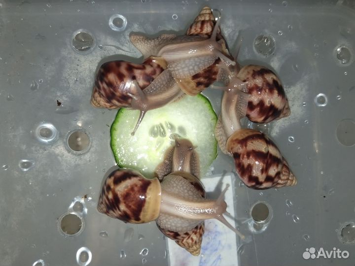 Улитята Фулика стандарт